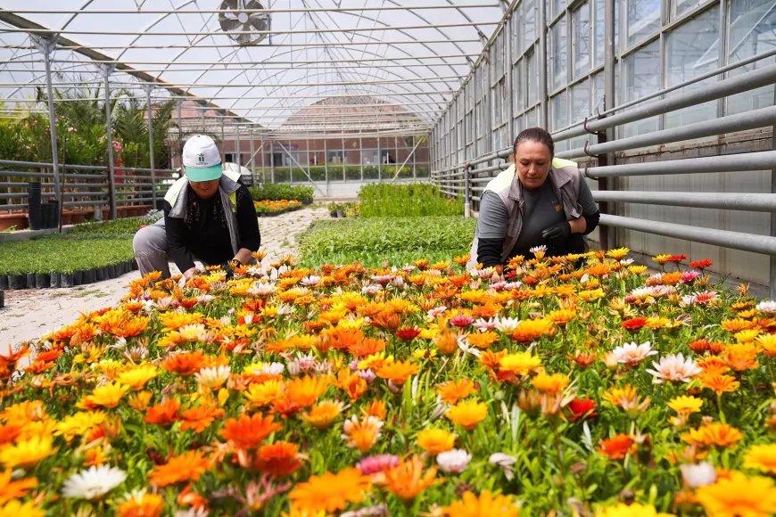 Tepebaşı Çiçeklerle Renkleniyor