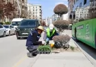 Van mevsimlik çiçeklerle renklendiriliyor