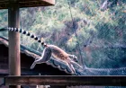 Antalya Doğal Yaşam Parkı’nda dünyaya gelen yavru lemur “Zabumafu” ziyaretçilerin ilgi odağı oldu