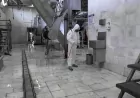 Muğla Büyükşehir Belediyesi Kurban Bayramı Öncesi Mezbahalarda Hazırlıkları Tamamladı