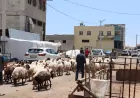 Şanlıurfa Büyükşehir Belediyesi Kurban Bayramı Öncesi Hayvan Satış Alanlarında İlaçlama Çalışmalarını Yoğunlaştırdı