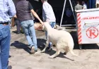 Odunpazarı Belediyesi’nin ücretsiz kurban kesim alanı yoğun ilgi gördü, kesim sayıları ekonomik krizle yarıya düştü
