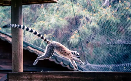 Antalya Doğal Yaşam Parkı’nda dünyaya gelen yavru lemur “Zabumafu” ziyaretçilerin ilgi odağı oldu