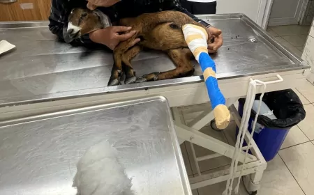 Muğla Büyükşehir Belediyesi Yaralı Oğlağı Tedavi Altına Alarak Sağlığına Kavuşturdu