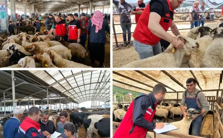 Tarım ve Orman Bakanlığı Kurban Bayramı Öncesi 81 İlde Kurbanlık Denetimlerini Sıklaştırdı