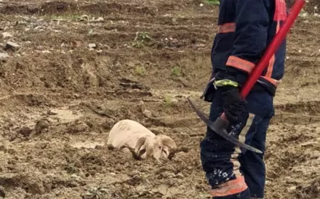 Yalova Belediyesi İtfaiye Ekipleri Çamura Saplanan Kurbanlık Koçu Kurtardı