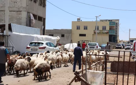 Şanlıurfa Büyükşehir Belediyesi Kurban Bayramı Öncesi Hayvan Satış Alanlarında İlaçlama Çalışmalarını Yoğunlaştırdı