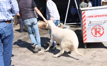 Odunpazarı Belediyesi’nin ücretsiz kurban kesim alanı yoğun ilgi gördü, kesim sayıları ekonomik krizle yarıya düştü