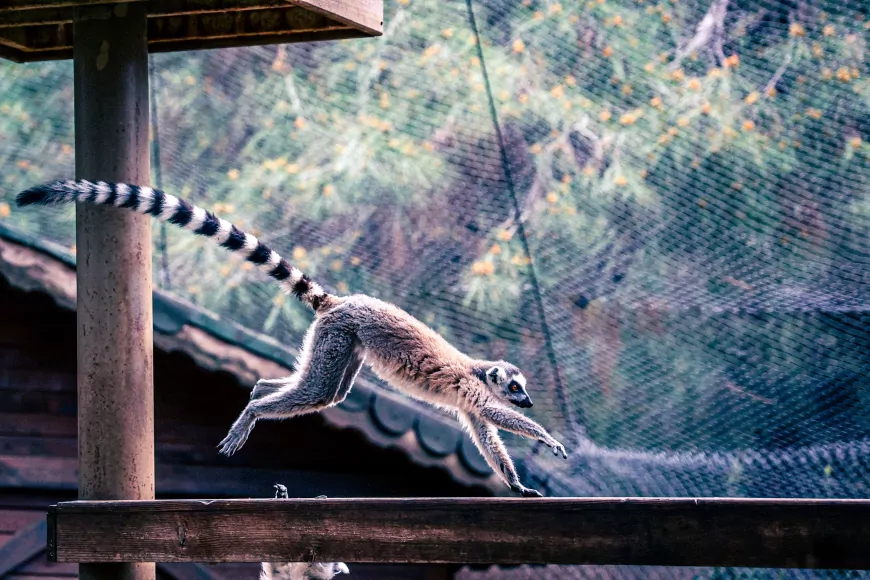 Antalya Doğal Yaşam Parkı’nda dünyaya gelen yavru lemur “Zabumafu” ziyaretçilerin ilgi odağı oldu