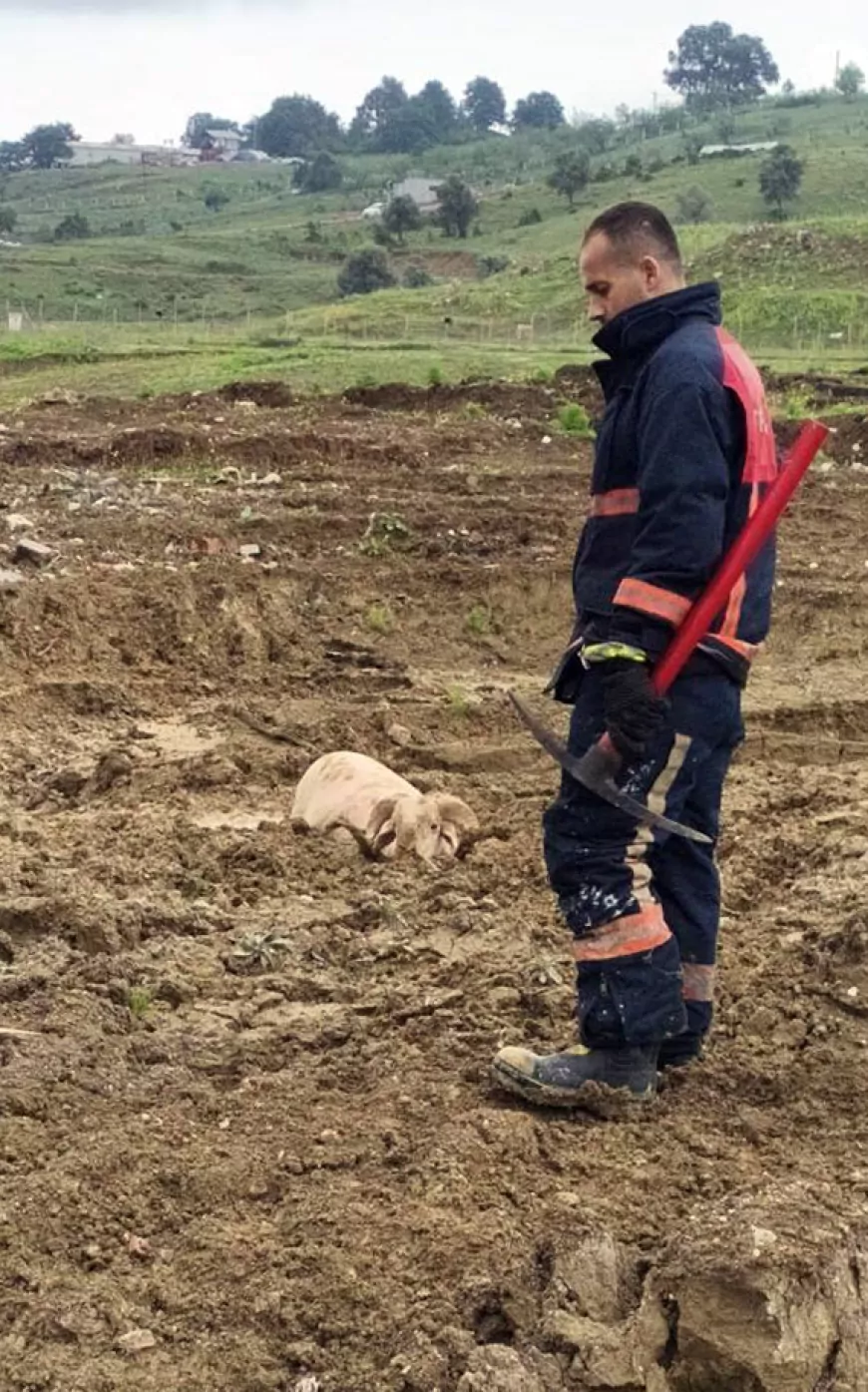 Yalova Belediyesi İtfaiye Ekipleri Çamura Saplanan Kurbanlık Koçu Kurtardı