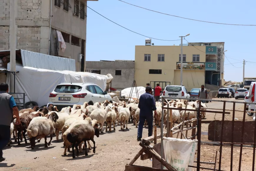 Şanlıurfa Büyükşehir Belediyesi Kurban Bayramı Öncesi Hayvan Satış Alanlarında İlaçlama Çalışmalarını Yoğunlaştırdı