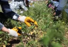 Diyarbakır Büyükşehir Belediyesi Atölyesinde Yetiştirilen Tıbbi ve Aromatik Bitkilerde İlk Hasat Gerçekleştirildi