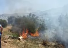 Bodrum Turgutreis’te Makilik Alanda Çıkan Yangında Yaklaşık 1000 Metrekarelik Alan Zarar Gördü