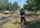 Menteşe Yenice Mahallesi'nde ot yangını 1,5 dönümlük alana yayıldı, meyve ağaçları kısmen zarar gördü