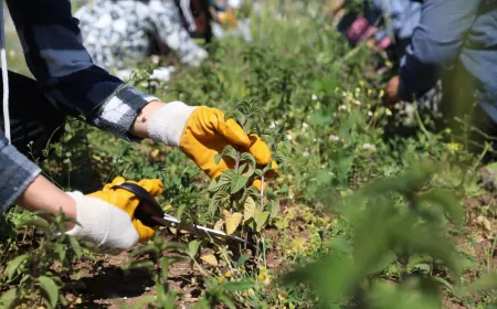 Diyarbakır Büyükşehir Belediyesi Atölyesinde Yetiştirilen Tıbbi ve Aromatik Bitkilerde İlk Hasat Gerçekleştirildi