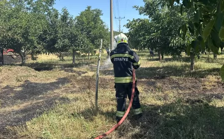 Menteşe Yenice Mahallesi'nde ot yangını 1,5 dönümlük alana yayıldı, meyve ağaçları kısmen zarar gördü