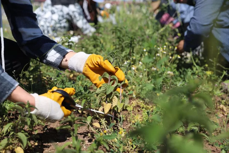Diyarbakır Büyükşehir Belediyesi Atölyesinde Yetiştirilen Tıbbi ve Aromatik Bitkilerde İlk Hasat Gerçekleştirildi