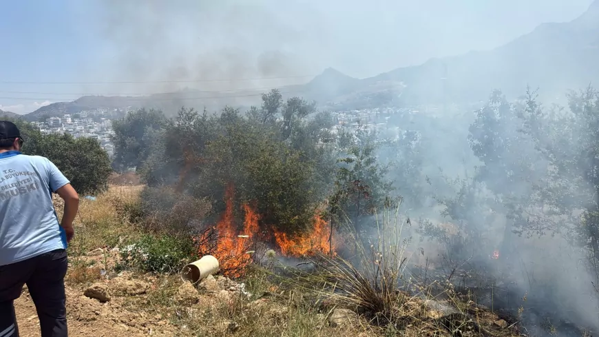 Bodrum Turgutreis’te Makilik Alanda Çıkan Yangında Yaklaşık 1000 Metrekarelik Alan Zarar Gördü