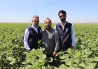 Hatay Büyükşehir Belediye Başkanı Mehmet Öntürk'ün üreticiye ayçiçeği tohumu desteğiyle 7 bin 350 dekar arazi üretime kazandırıldı
