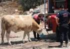 Muğla Büyükşehir Belediyesi İtfaiyesi Yangın Sahasında Kirli Su İçmeye Çalışan İneklere Temiz Su Verdi