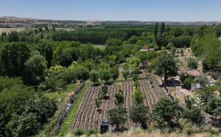 Diyarbakır Büyükşehir Belediyesi Hevsel Bahçeleri'nde 570 Dekarlık Alanı Temiz Suyla Buluşturdu