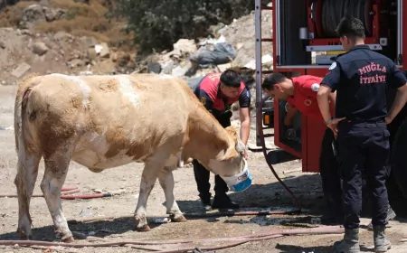 Muğla Büyükşehir Belediyesi İtfaiyesi Yangın Sahasında Kirli Su İçmeye Çalışan İneklere Temiz Su Verdi