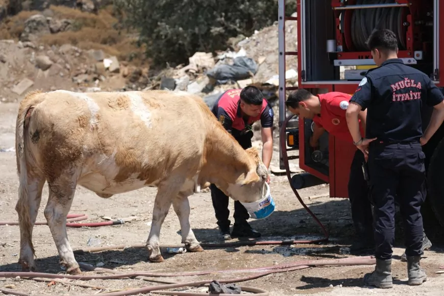 Muğla Büyükşehir Belediyesi İtfaiyesi Yangın Sahasında Kirli Su İçmeye Çalışan İneklere Temiz Su Verdi