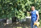 Muğla Büyükşehir Belediye Başkanı Ahmet Aras: “Üreticimizin emeğini ve toprağımızı korumaya devam edeceğiz”