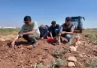 Şanlıurfa’da geçmişi yüzyıllara uzanan safran için deneme üretimi başladı
