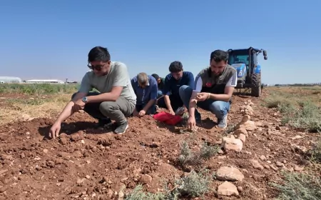 Şanlıurfa’da geçmişi yüzyıllara uzanan safran için deneme üretimi başladı