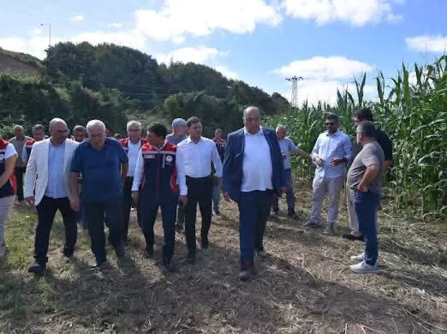 Beykoz’da yerli “Kale” ve “Aga” silajlık mısır çeşitlerinin üretim sonuçları tarlada incelendi