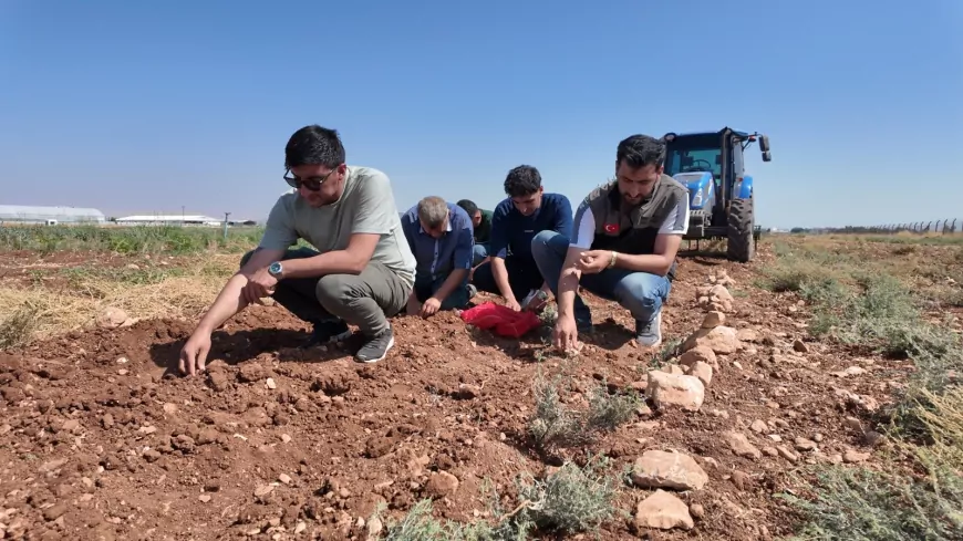 Şanlıurfa’da geçmişi yüzyıllara uzanan safran için deneme üretimi başladı